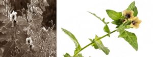 Mehr über den Artikel erfahren Bilsenkraut (Hyoscyamus niger)