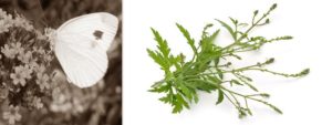 Mehr über den Artikel erfahren Echtes Eisenkraut (Verbena officinalis)