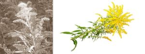 Mehr über den Artikel erfahren Goldrute (Solidago virgaurea)