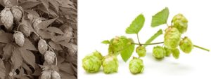Hopfen