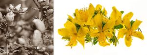 Mehr über den Artikel erfahren Echtes Johanniskraut (Hypericum perforatum)