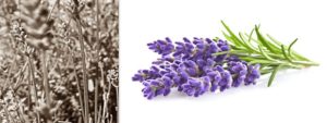 Mehr über den Artikel erfahren Lavendel (Lavendula angustifolia)