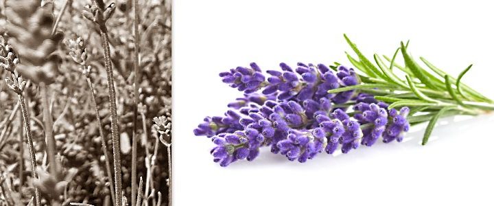Lavendel (Lavendula angustifolia) | Praxis in Baden: Heilkunde, Biofeedback, Psychologie