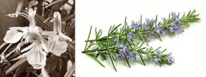 Mehr über den Artikel erfahren Rosmarin (Rosmarinus officinalis)