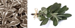 Mehr über den Artikel erfahren Salbei (Salvica officinalis)