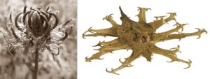 Bildcollage mit der Teufelskralle