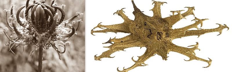 Bildcollage mit der Teufelskralle