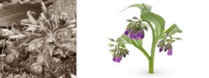 Mehr über den Artikel erfahren Echter Beinwell oder Wallwurz (Symphytum officinale)