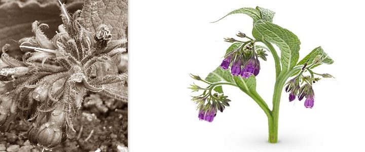 Gemeiner Beifuss (Artemisia vulgaris) | Praxis in Baden: Heilkunde, Biofeedback, Psychologie