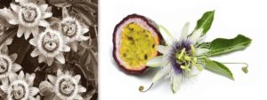 Mehr über den Artikel erfahren Passionsblume (Passiflora incarnata)