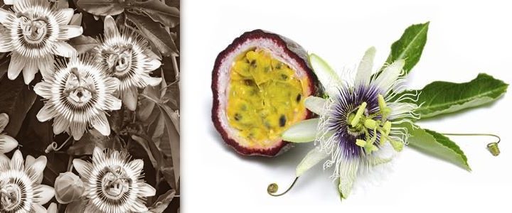 Passionsblume (Passiflora incarnata) | Praxis in Baden: Heilkunde, Biofeedback, Neurofeedback
