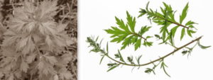 Mehr über den Artikel erfahren Gemeiner Beifuss (Artemisia vulgaris)