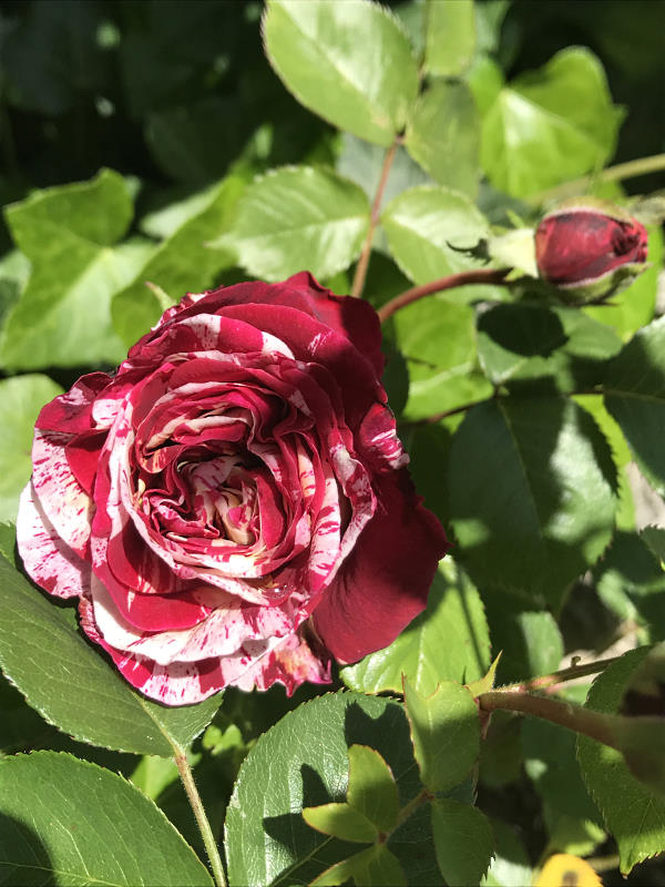 Achtsamkeit: rot-weisse Rose